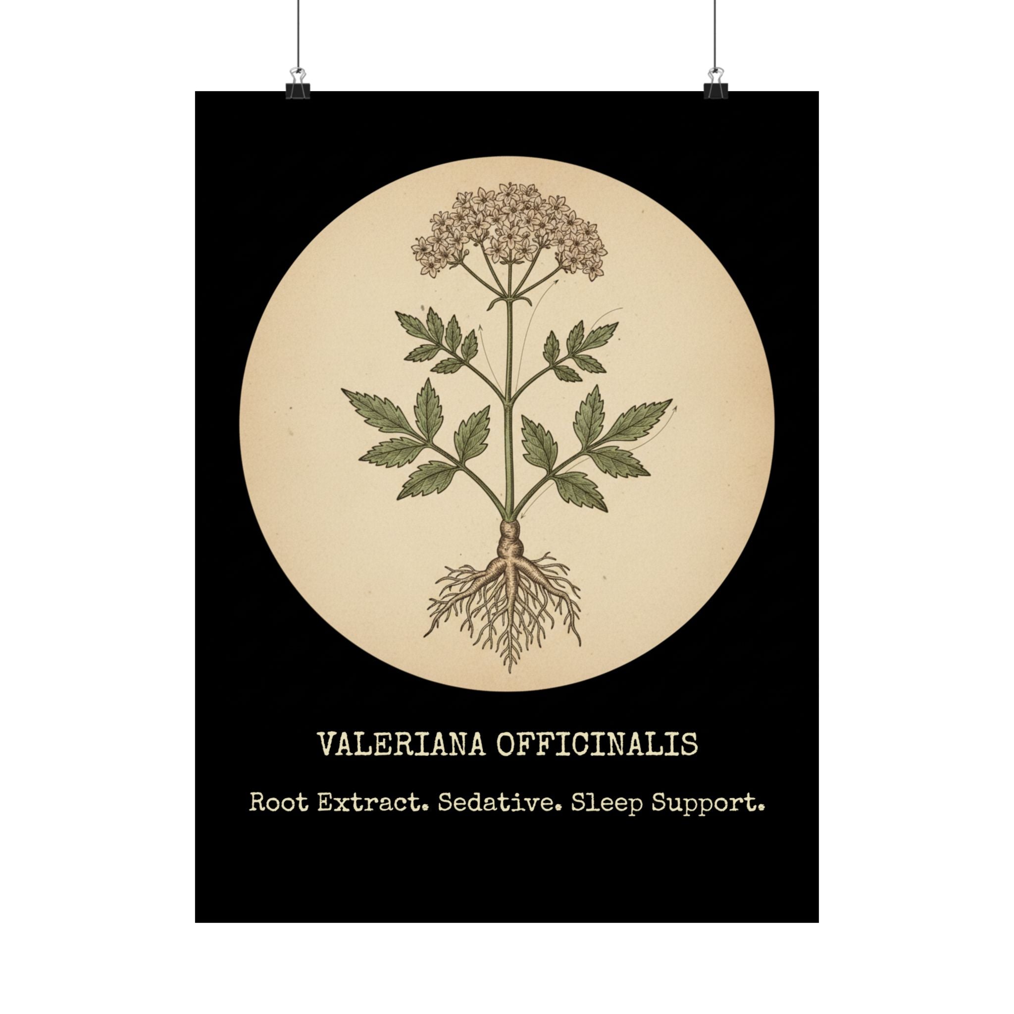 Vintage Valerian Root Poster | Dark Academia Decor | Biohacker Sleep Protocol Art | Medicinal Herb Botanical Print